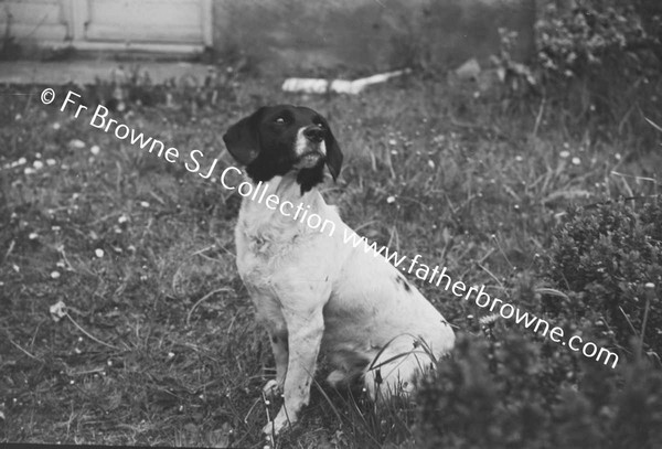 BOY PLAYING WITH DOG